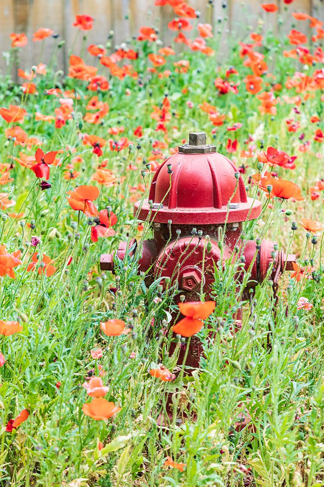 Castroville-Texas-USA-Poppies and fire hydrant in the Texas Hill Country